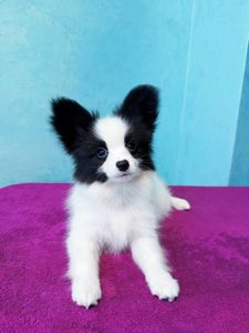 Найкрасивіший хлопчик папільона