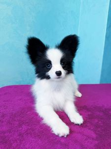 Найкрасивіший хлопчик папільона