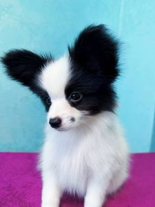 Найкрасивіший хлопчик папільона