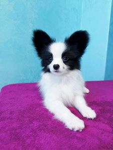 Найкрасивіший хлопчик папільона