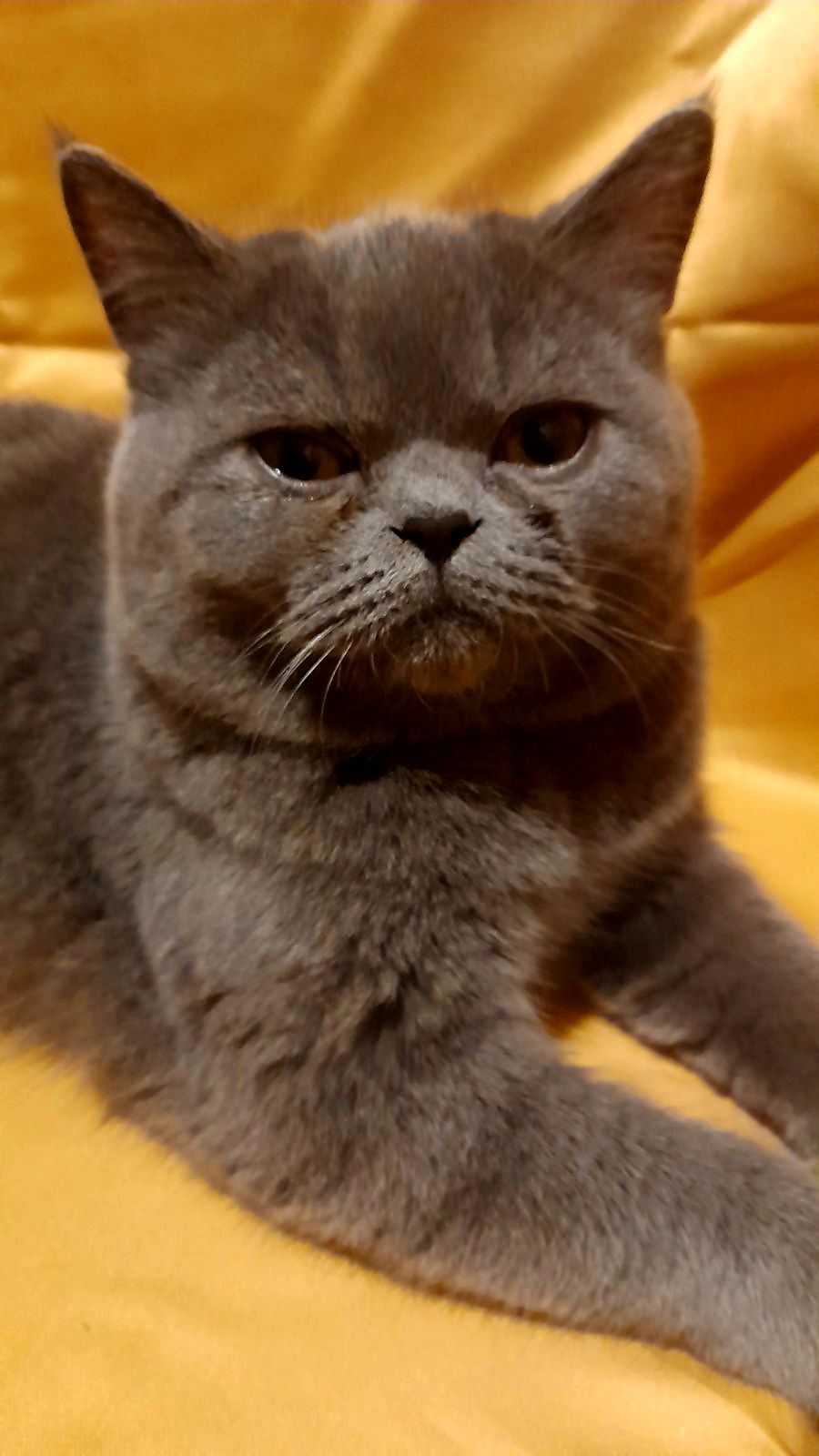 Грайливе кошеня короткошерстний єкзот