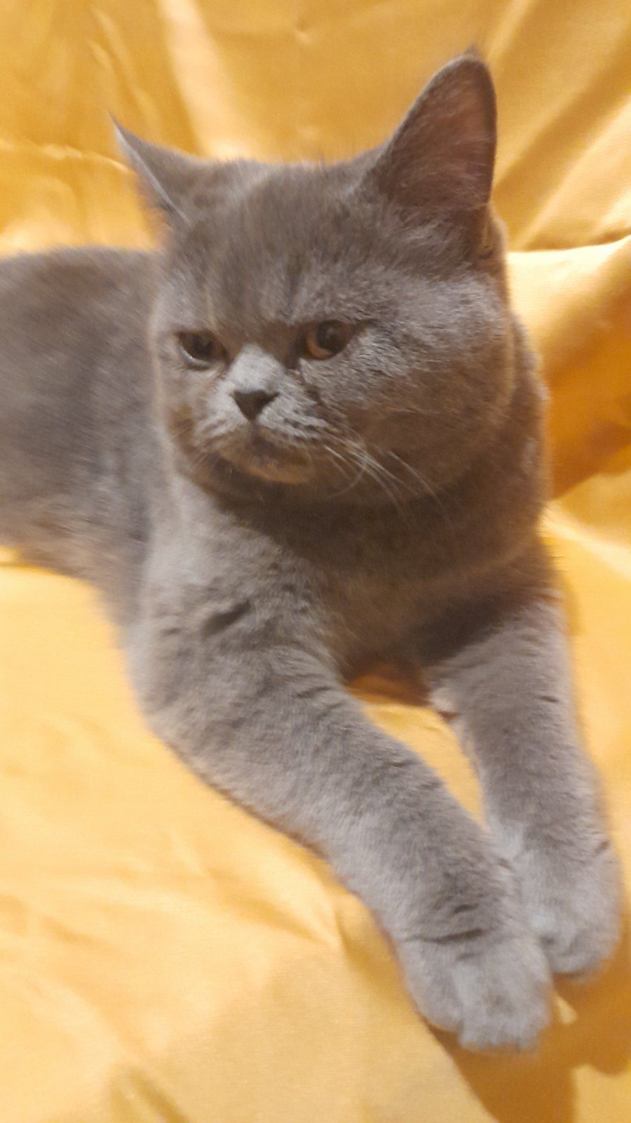 Грайливе кошеня короткошерстний єкзот