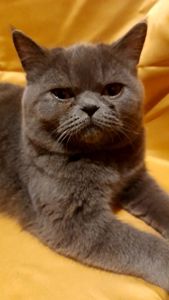 Грайливе кошеня короткошерстний єкзот