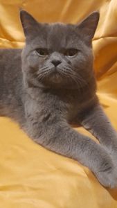 Грайливе кошеня короткошерстний єкзот