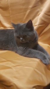 Грайливе кошеня короткошерстний єкзот