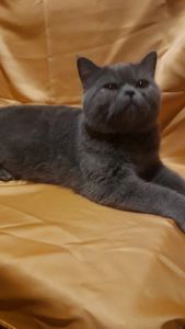 Грайливе кошеня короткошерстний єкзот