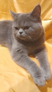 Грайливе кошеня короткошерстний єкзот