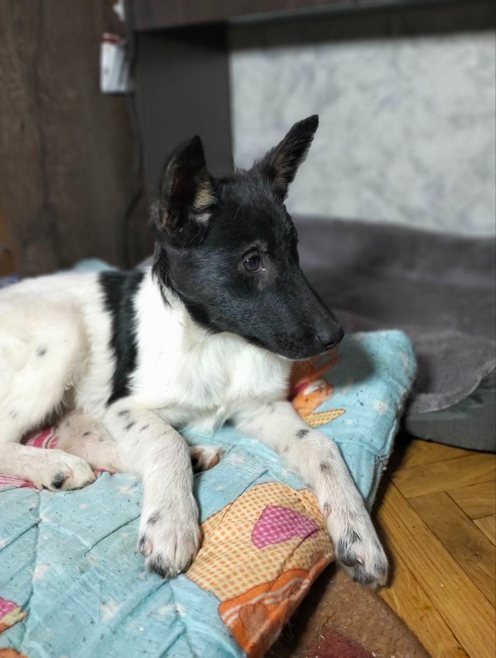 Дівчинка 3,5 місяці