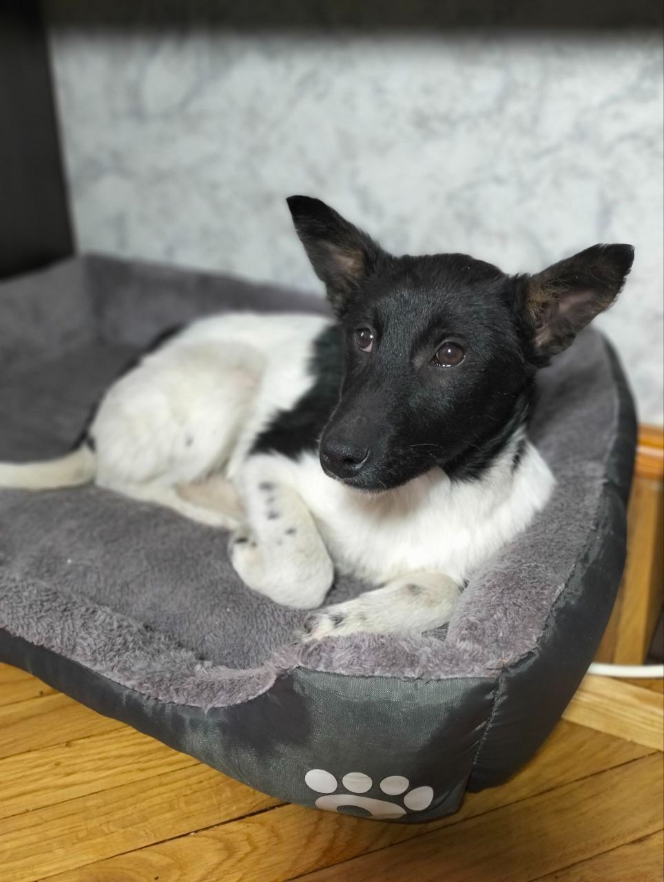 Дівчинка 3,5 місяці