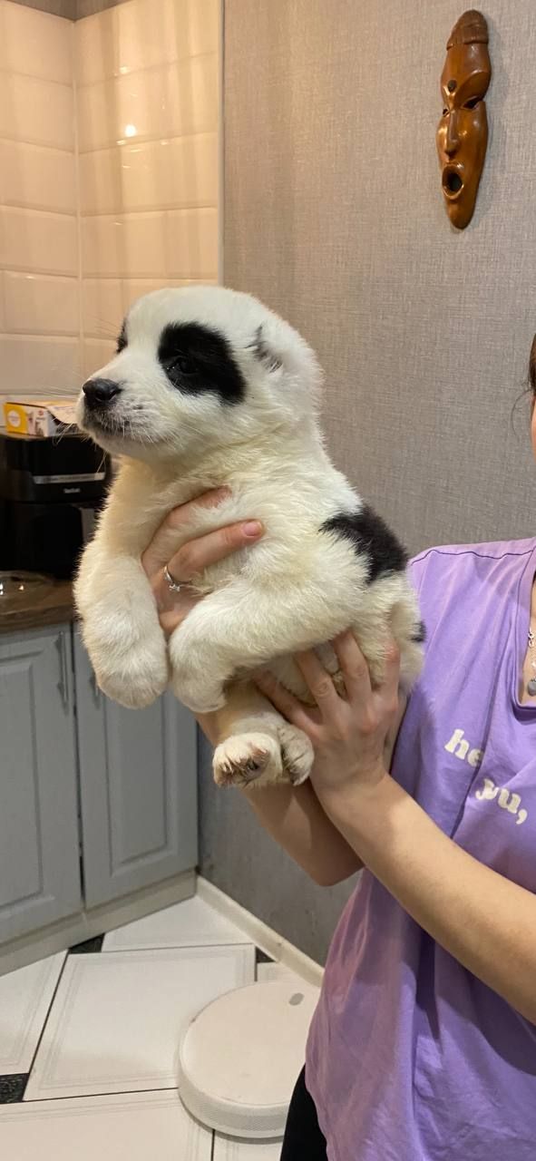 Продам щенков среднеазиатской овчарки(сао),алабай