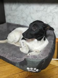 Дівчинка 3,5 місяці