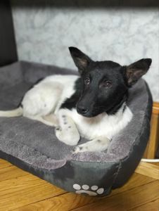 Дівчинка 3,5 місяці