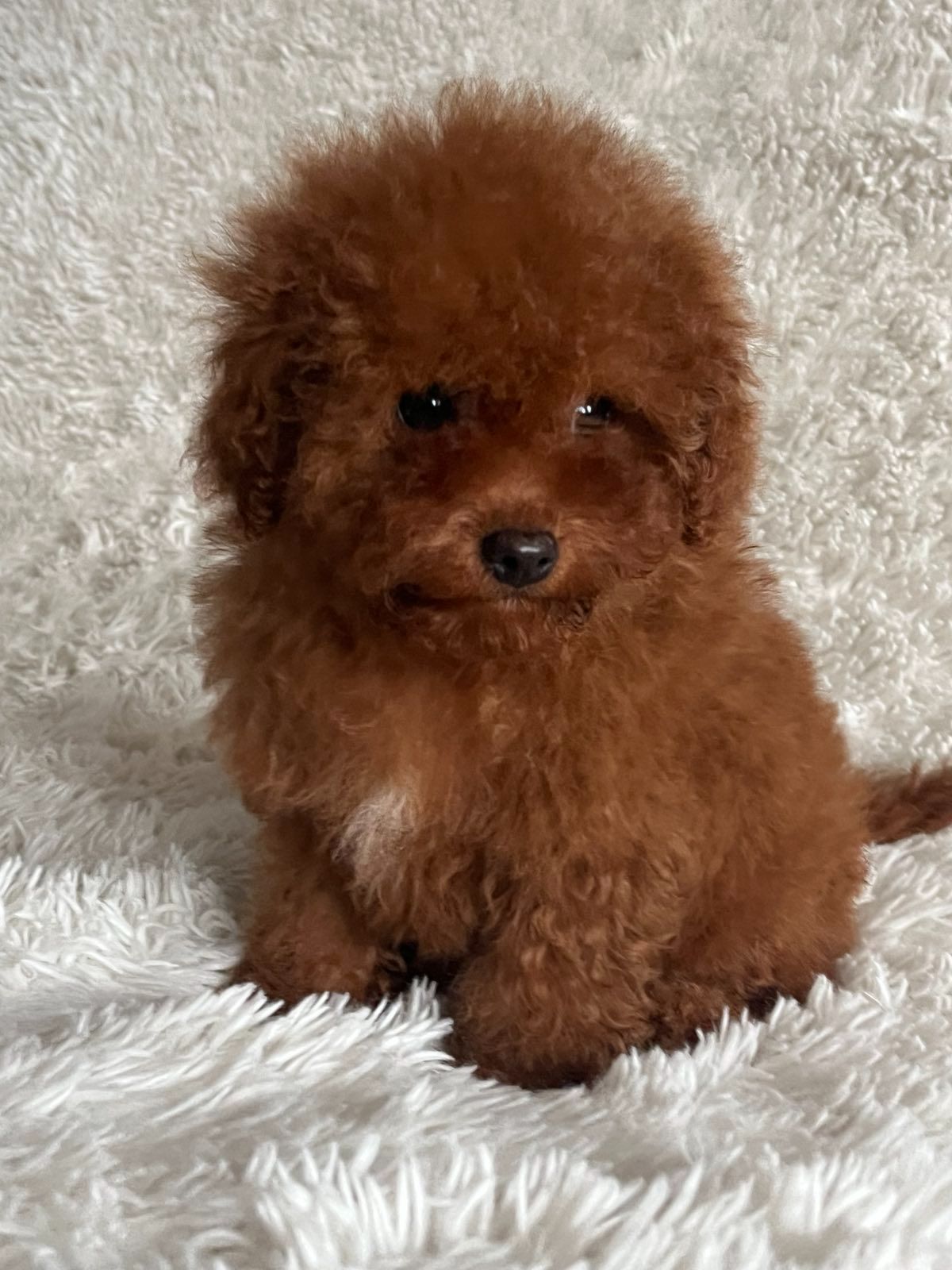 Той пудель девочка