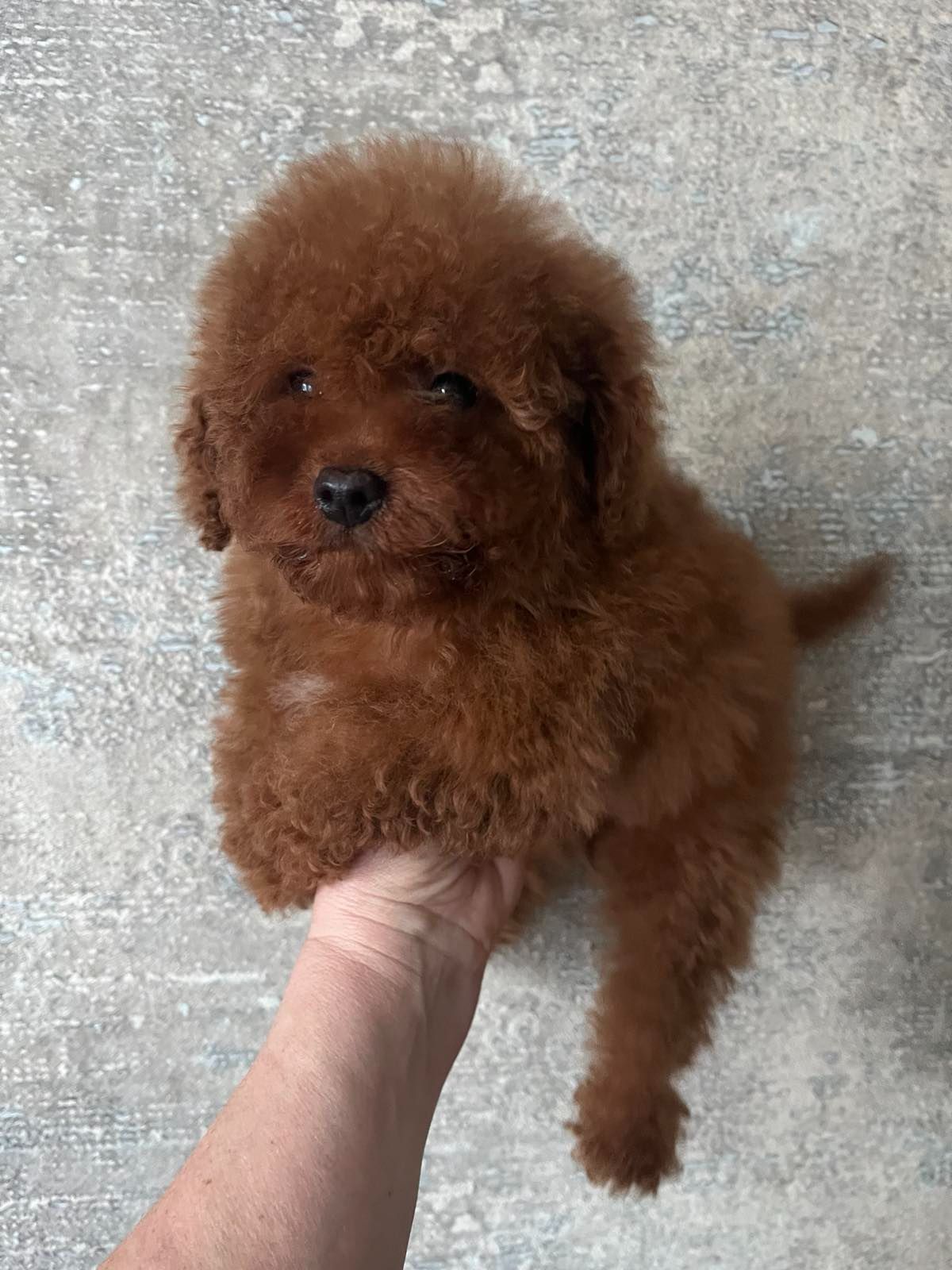 Той пудель девочка