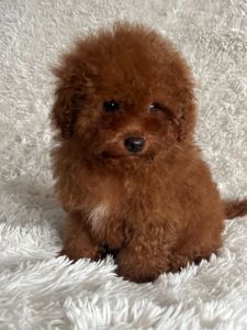 Той пудель девочка