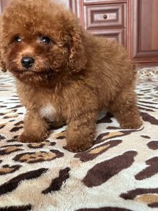 Той пудель девочка