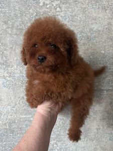 Той пудель девочка