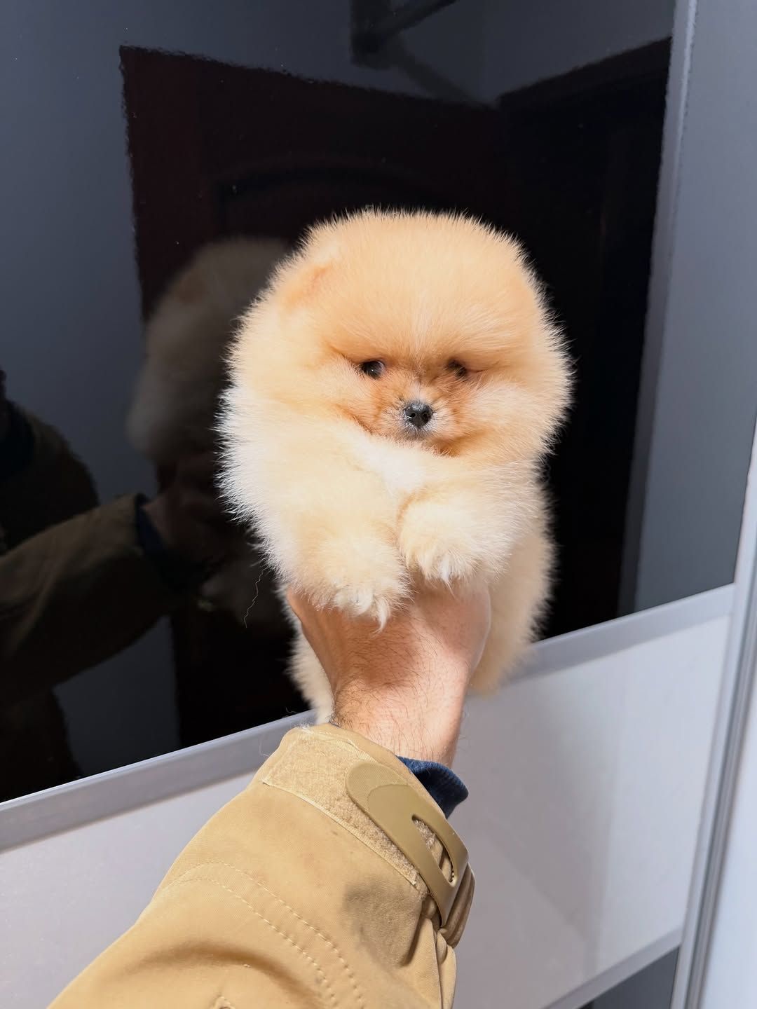 🐶 Щенки померанского шпица готовы обрести свой новый дом! 🐶