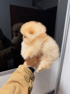 🐶 Щенки померанского шпица готовы обрести свой новый дом! 🐶