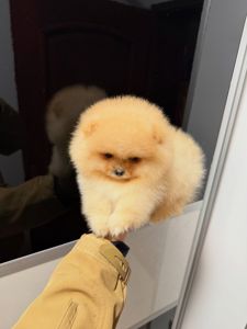 🐶 Щенки померанского шпица готовы обрести свой новый дом! 🐶