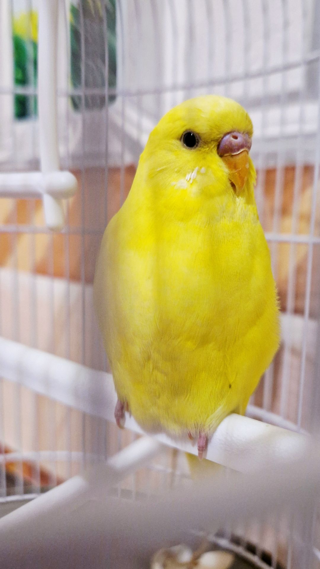 Продам мальчика волнистого попугайчика 2 мес