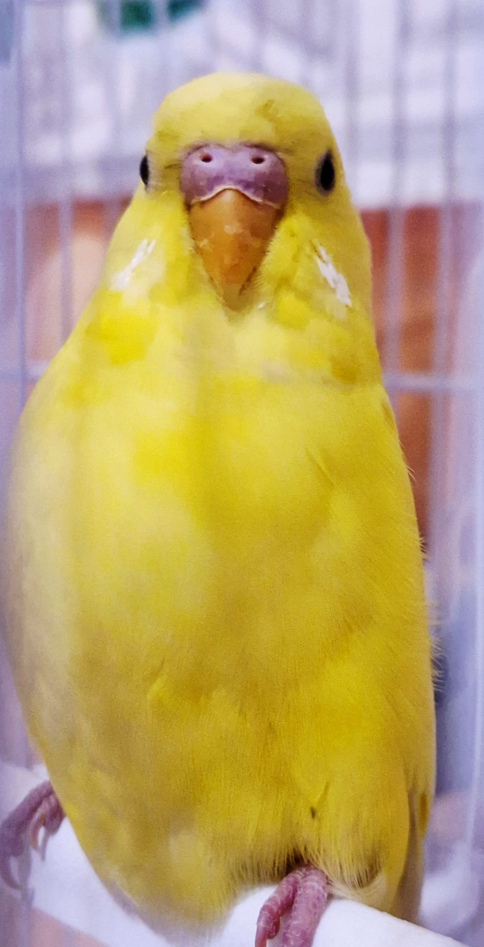 Продам мальчика волнистого попугайчика 2 мес