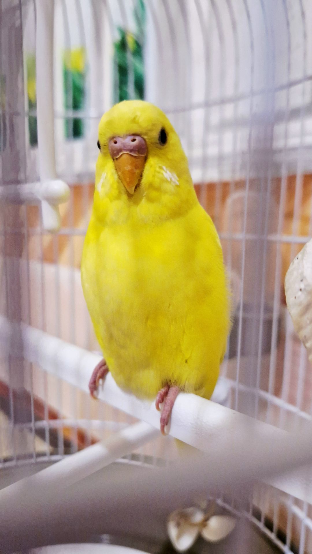 Продам мальчика волнистого попугайчика 2 мес