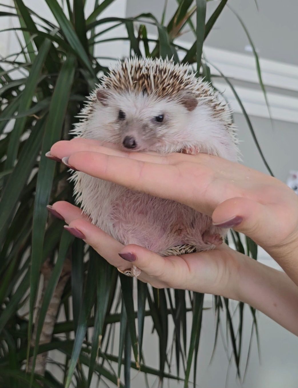 Африканський їжачок