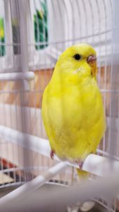 Продам мальчика волнистого попугайчика 2 мес