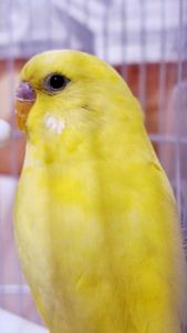 Продам мальчика волнистого попугайчика 2 мес