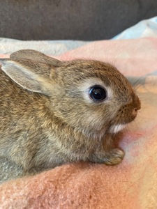 Кролики, питомник, мальчики и девочки!