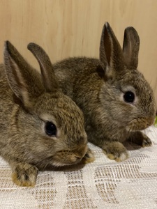 Кролики, питомник, мальчики и девочки!