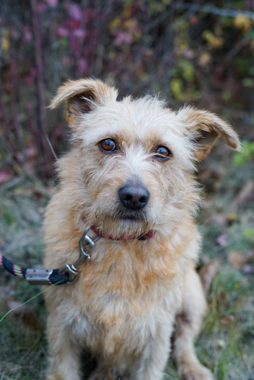 Буся з фронту шукає родину