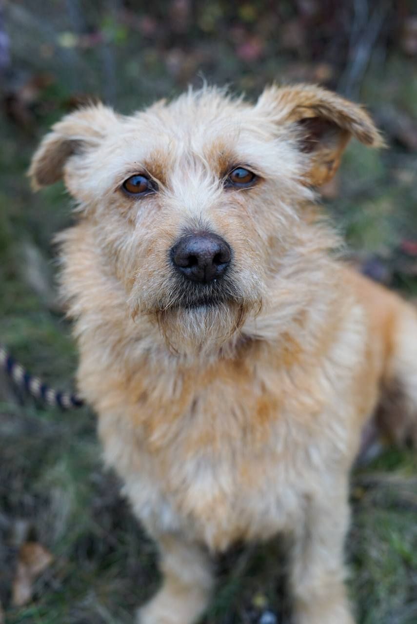 Буся з фронту шукає родину