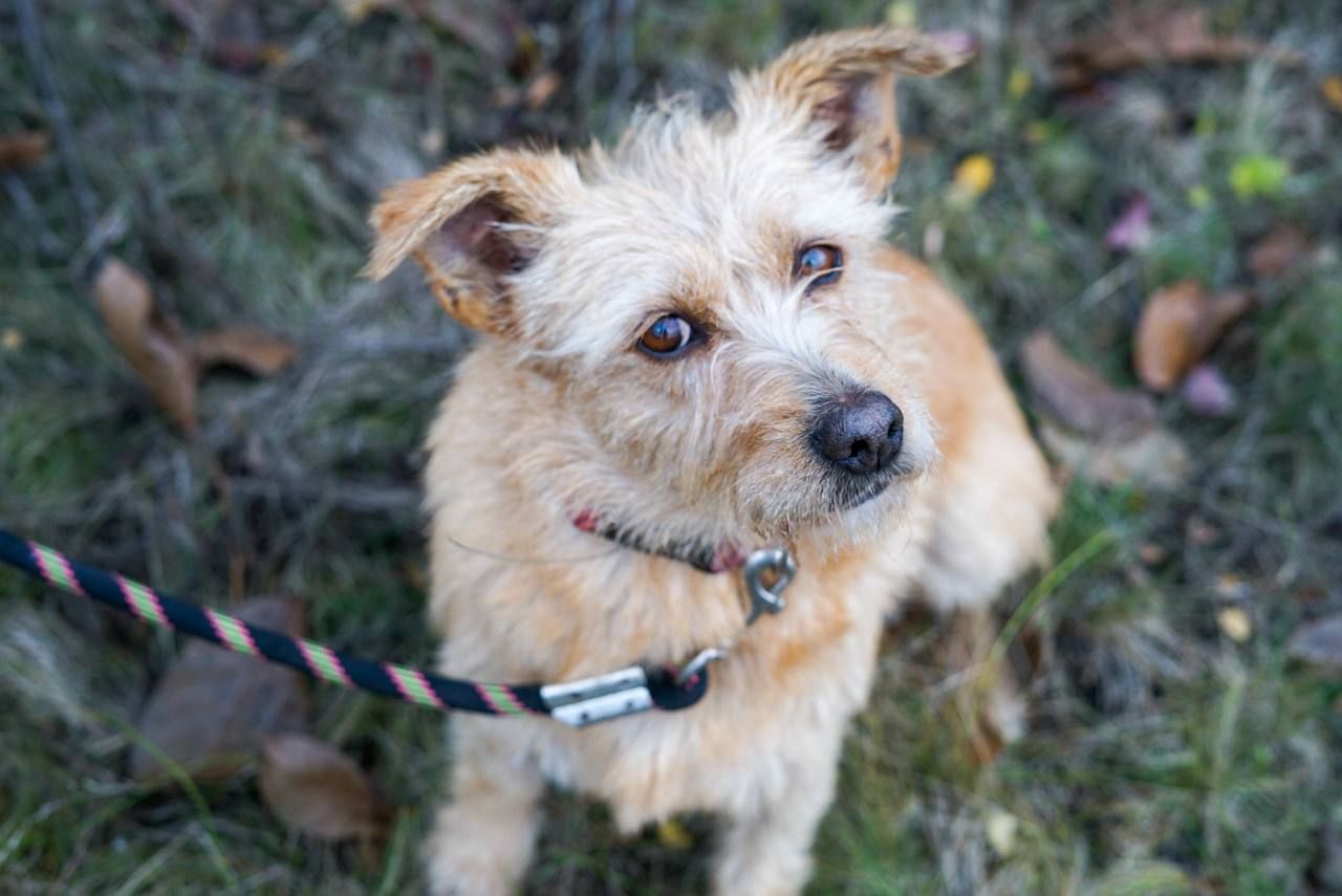 Буся з фронту шукає родину