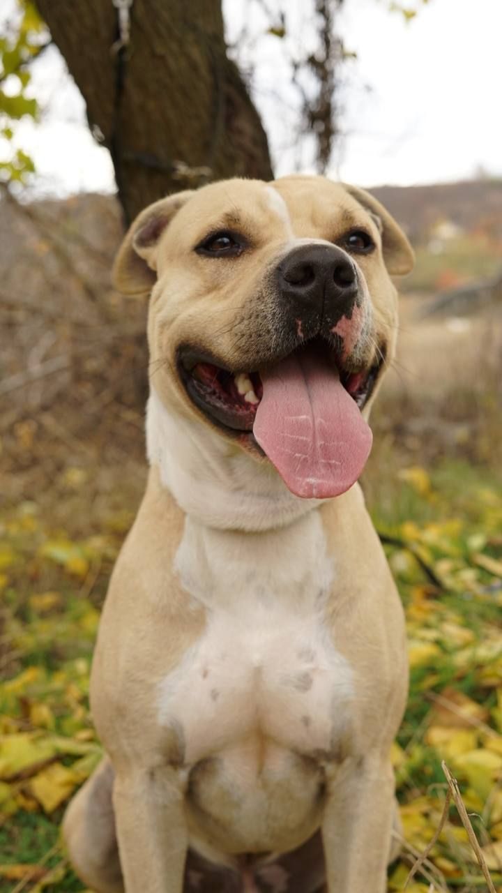 Лаккі в пошуках родини