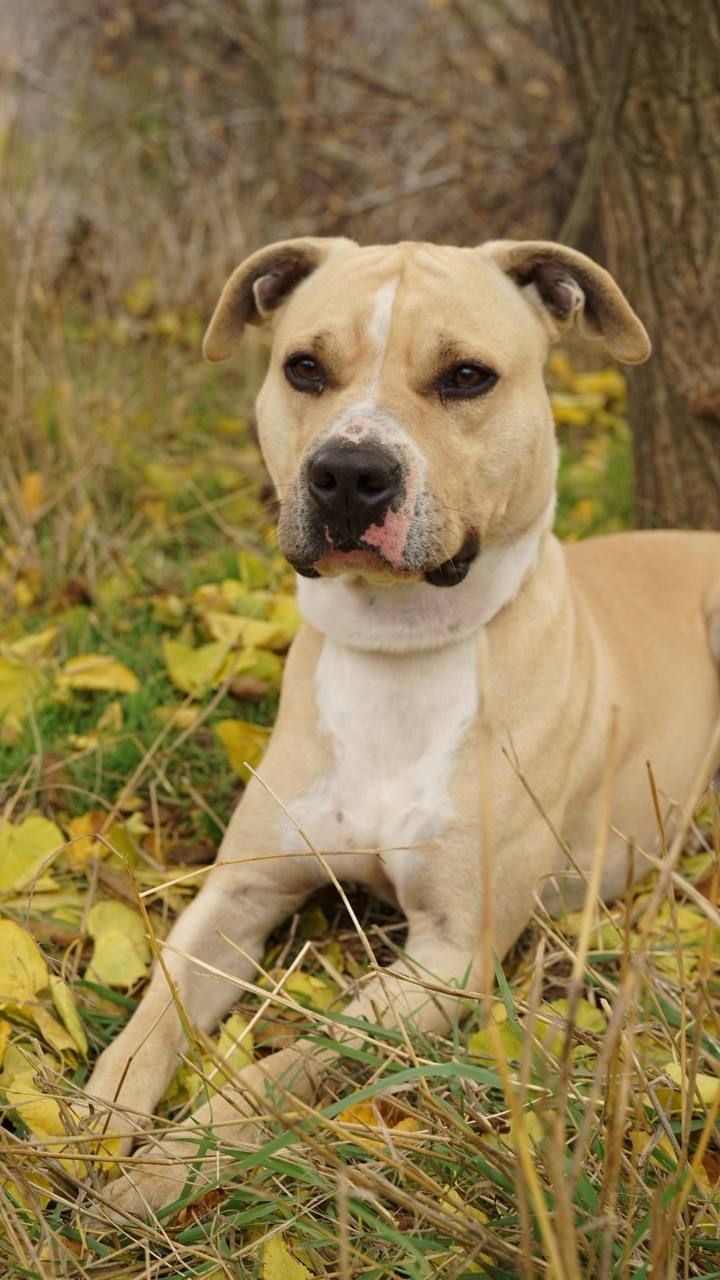 Лаккі в пошуках родини