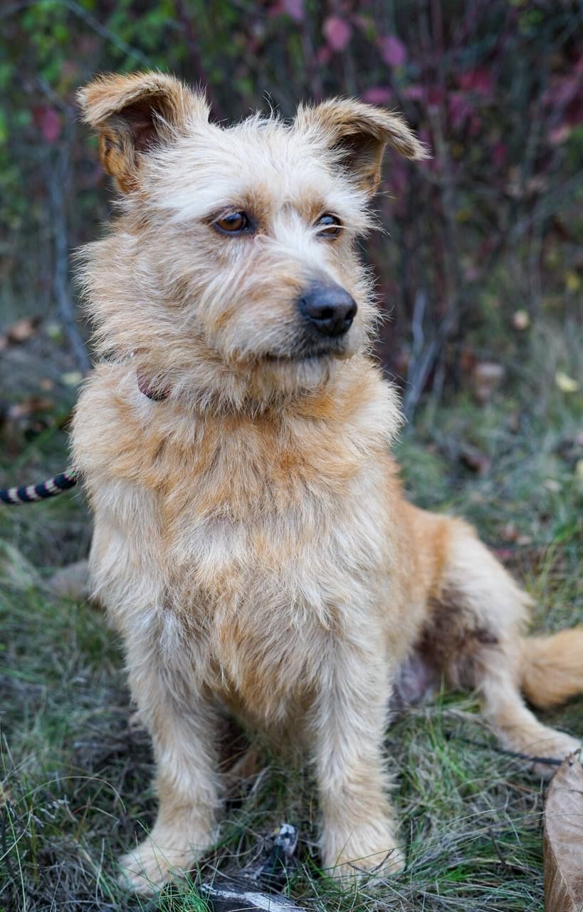 Буся з фронту шукає родину