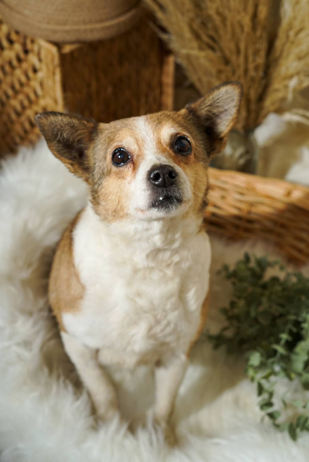 Роксі шукає родину