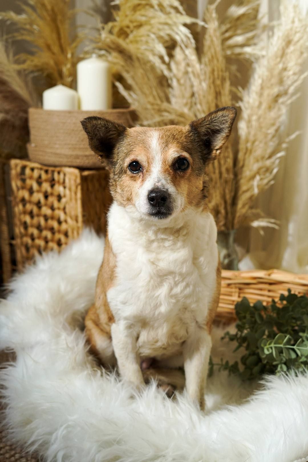 Роксі шукає родину