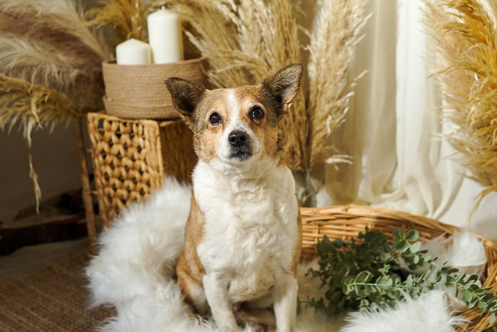 Роксі шукає родину