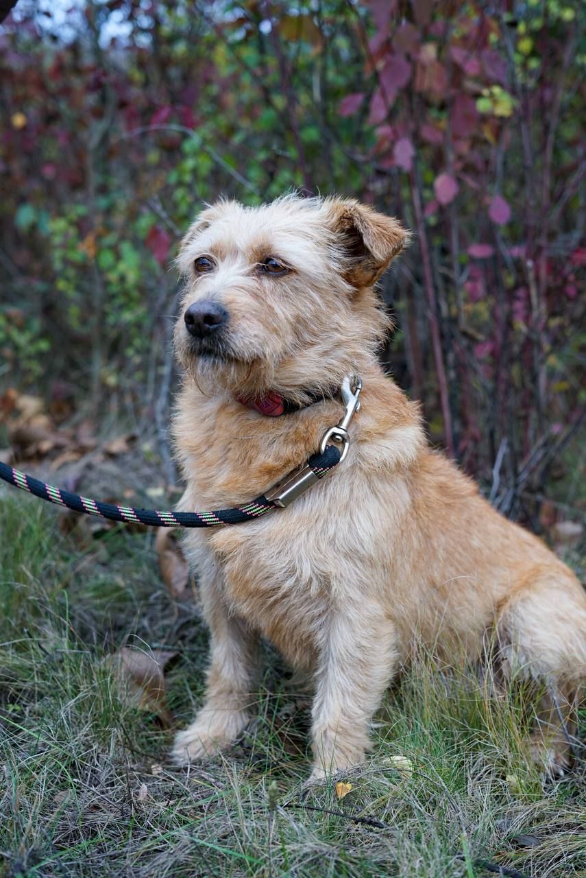 Буся з фронту шукає родину