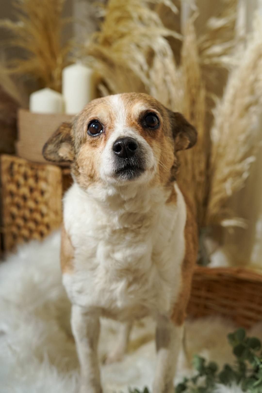 Роксі шукає родину