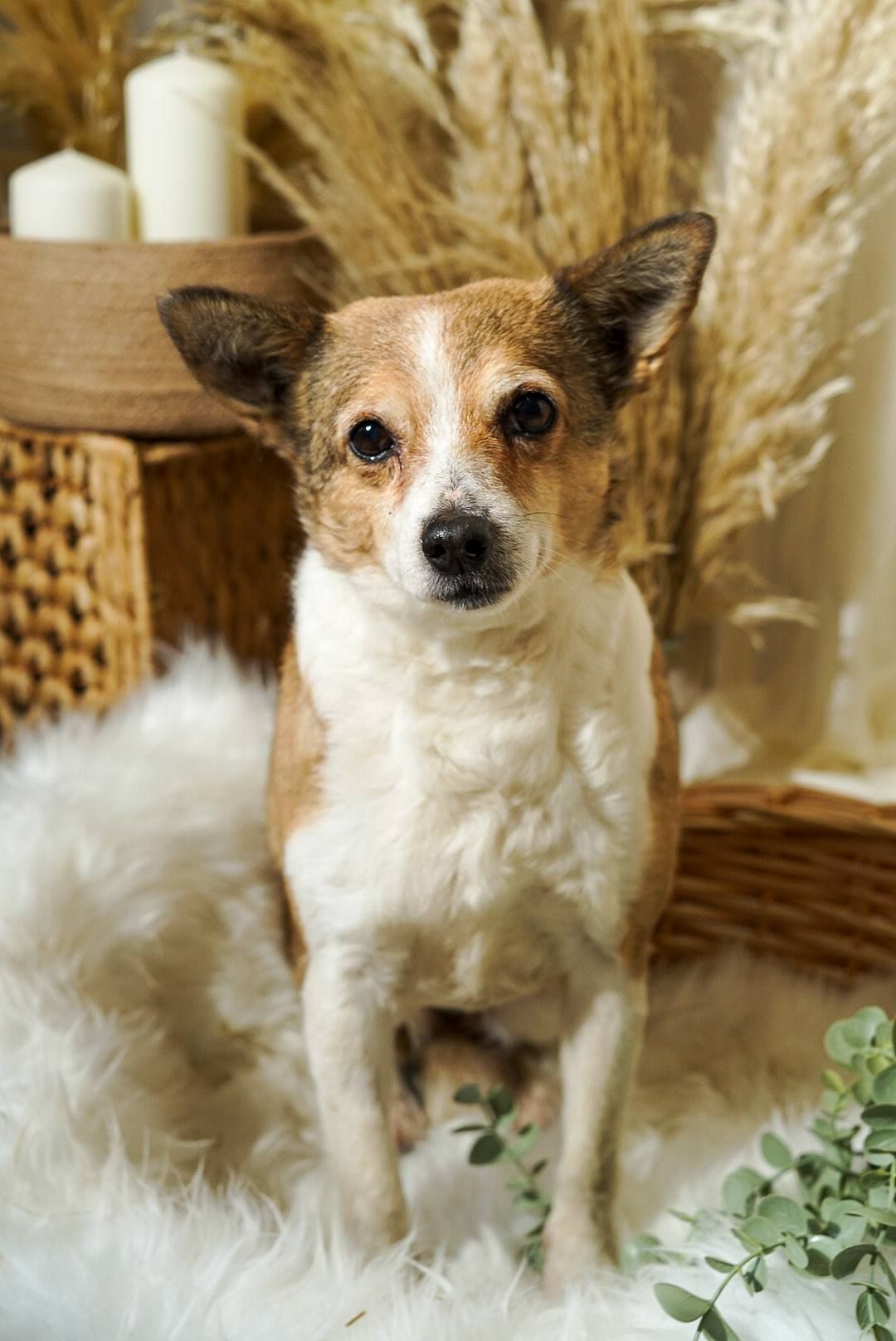 Роксі шукає родину