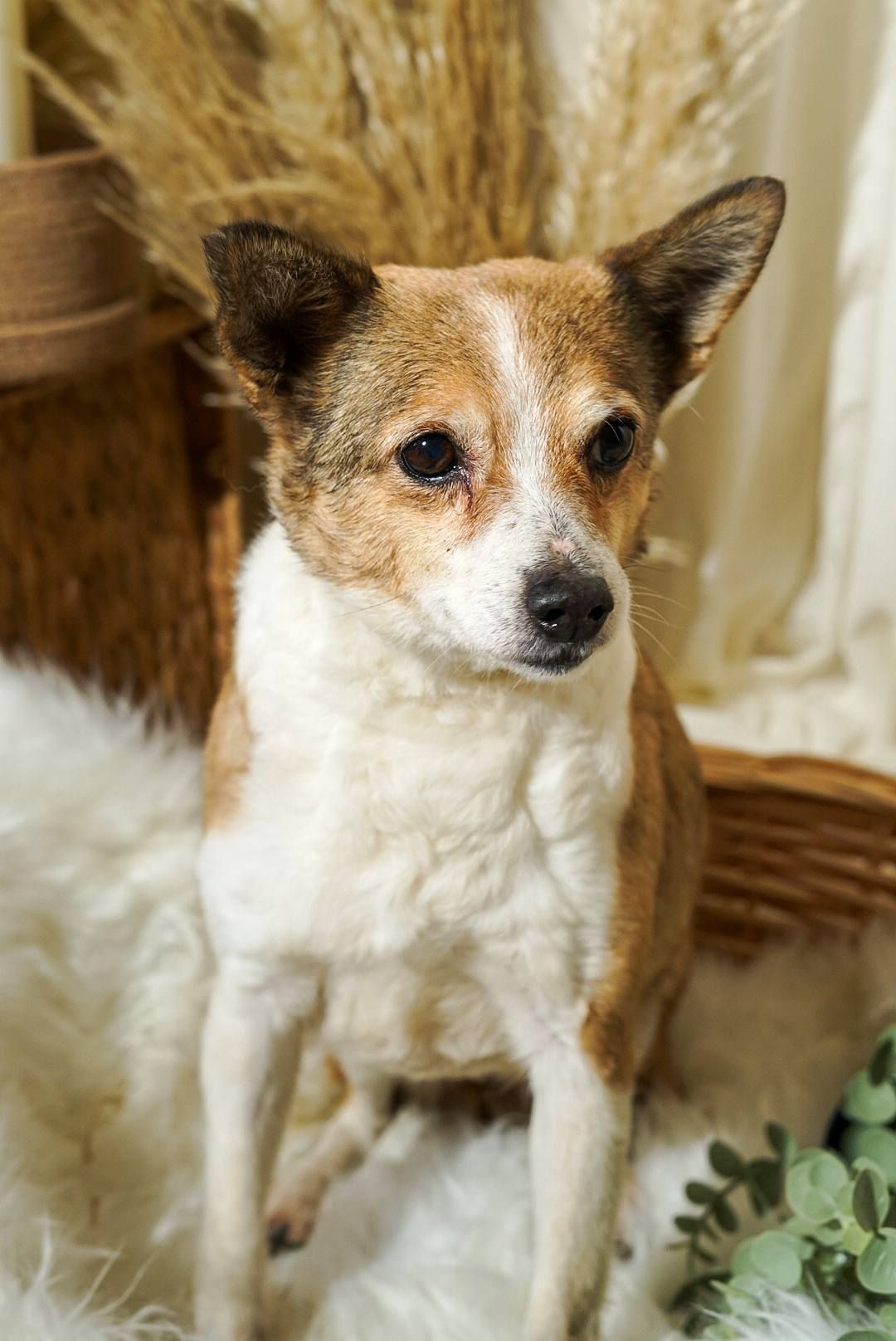 Роксі шукає родину