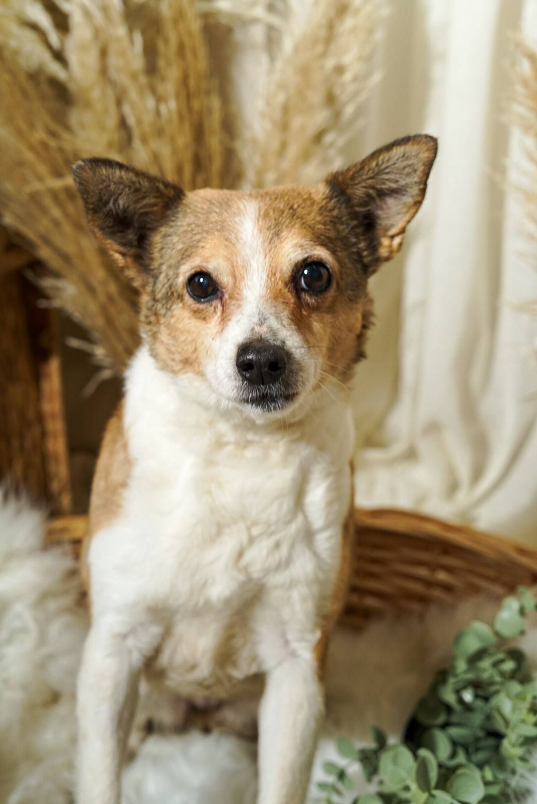 Роксі шукає родину