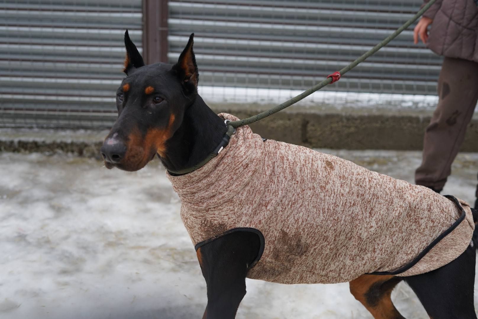 Доберман Роккі шукає родину