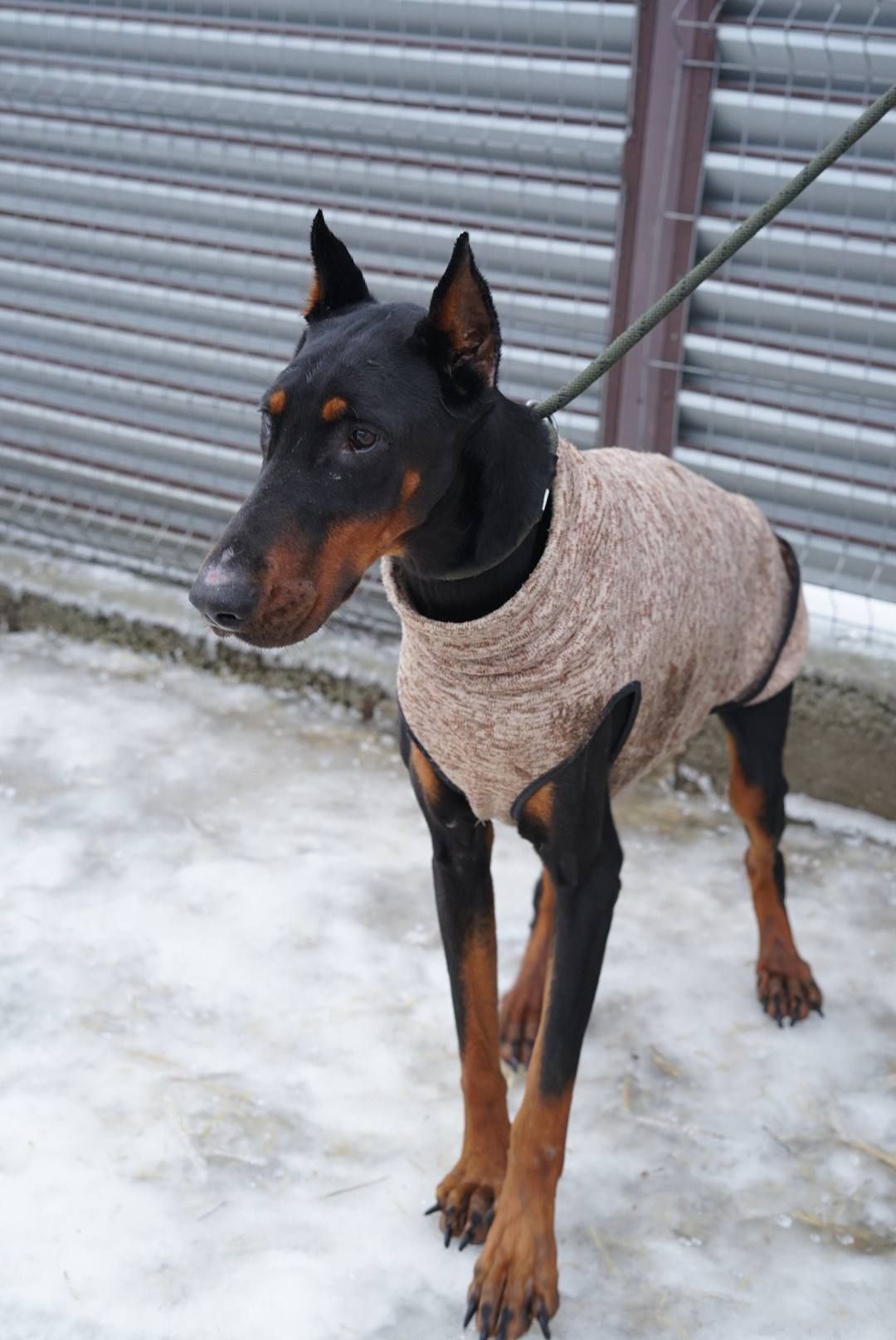 Доберман Роккі шукає родину