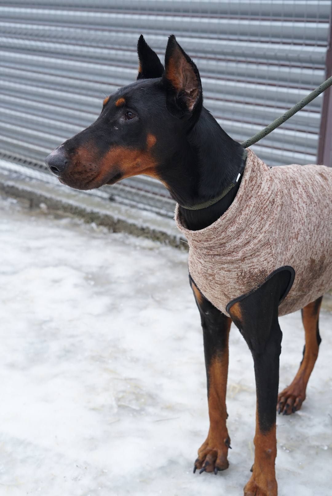 Доберман Роккі шукає родину