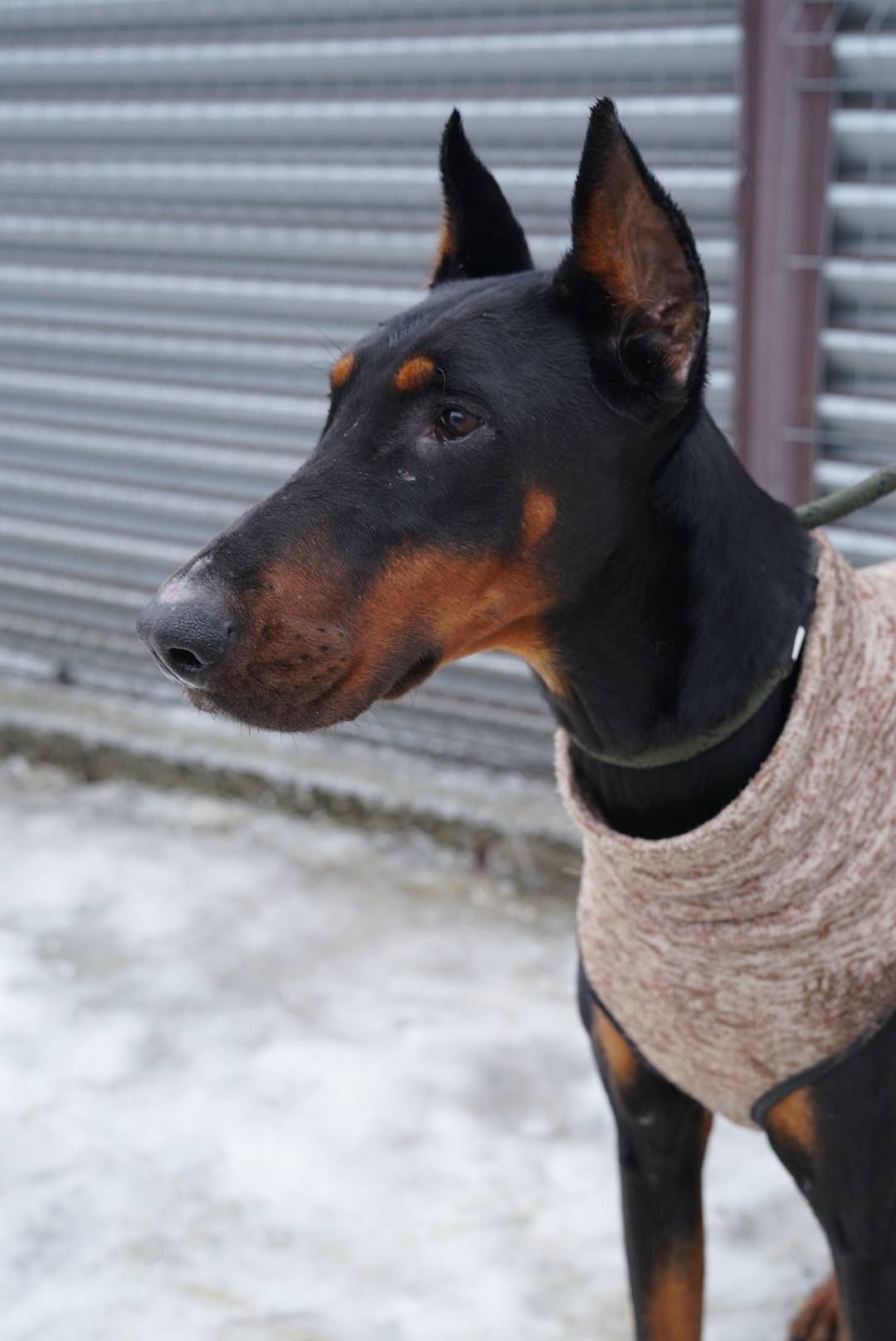 Доберман Роккі шукає родину